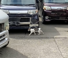 八王子の解体工場に遊びに来る可愛い野良猫