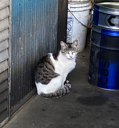 廃車置き場周辺をお散歩する野良猫
