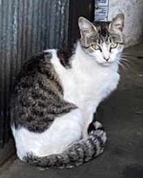 廃車置き場周辺をお散歩する野良猫